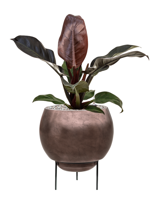 Philodendron `Imperial Red' in Baq Metallic Silver leaf - Foto 79031