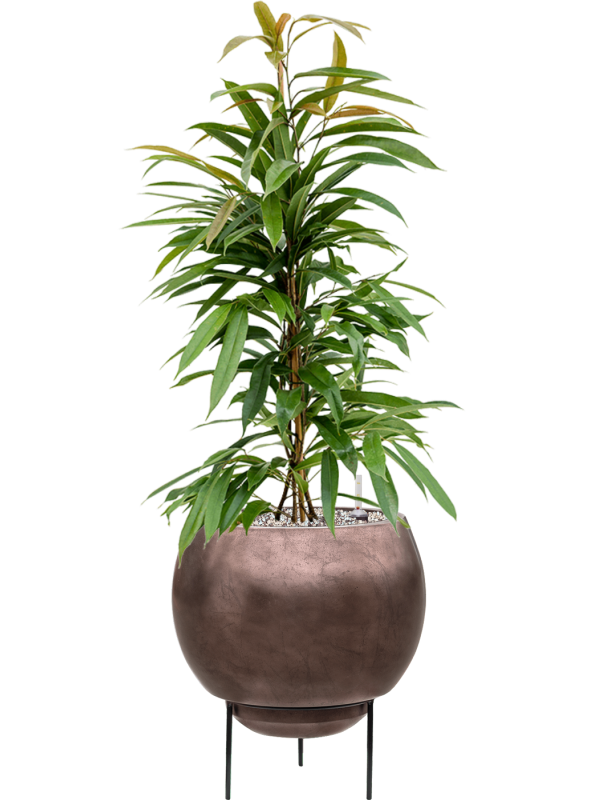 Ficus binnendijkii 'Amstel King' in Metallic Silver leaf - Foto 79032