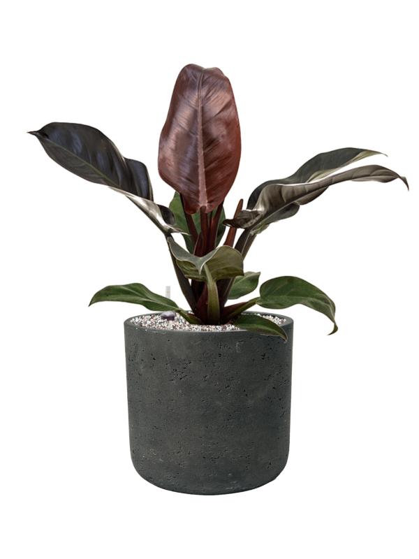 Philodendron `Imperial Red' in Rough - Foto 79057