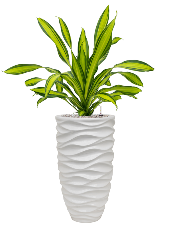 Dracaena fragrans 'Charley' in Baq Luxe Lite Glossy Sea - Foto 79063