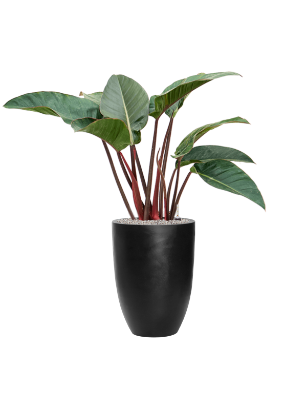 Philodendron 'Red Beauty' in Fiberstone - Foto 79065