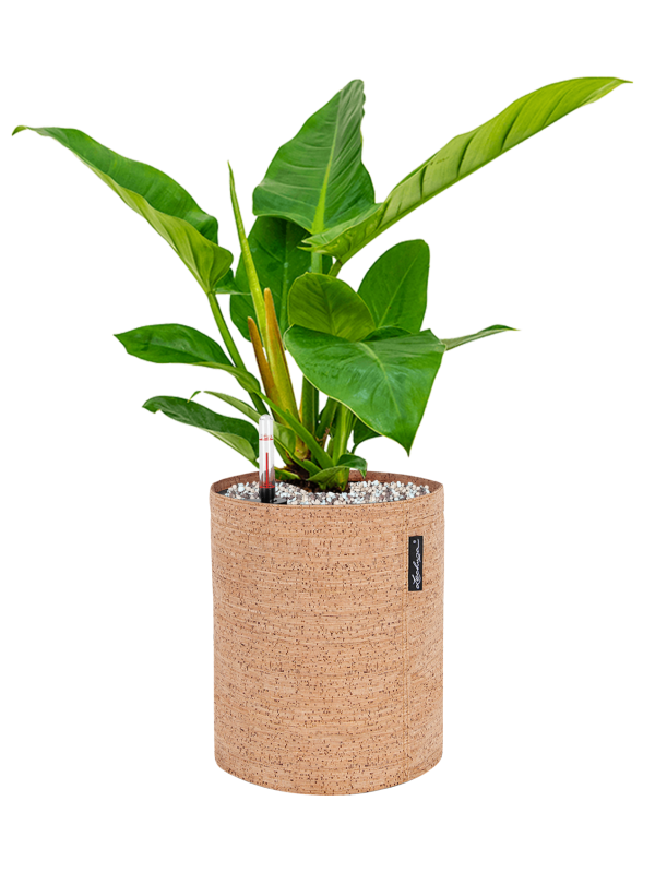 Philodendron `Imperial Green' in Lechuza Trendcover 23 Cork - Foto 79076
