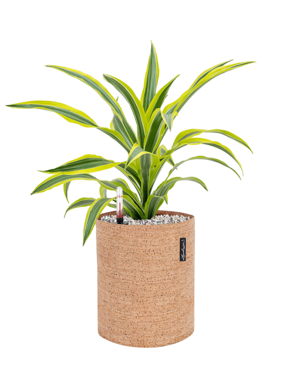 Dracaena 'Lemon Lime' in Lechuza Trendcover 23 Cork - Foto 79101