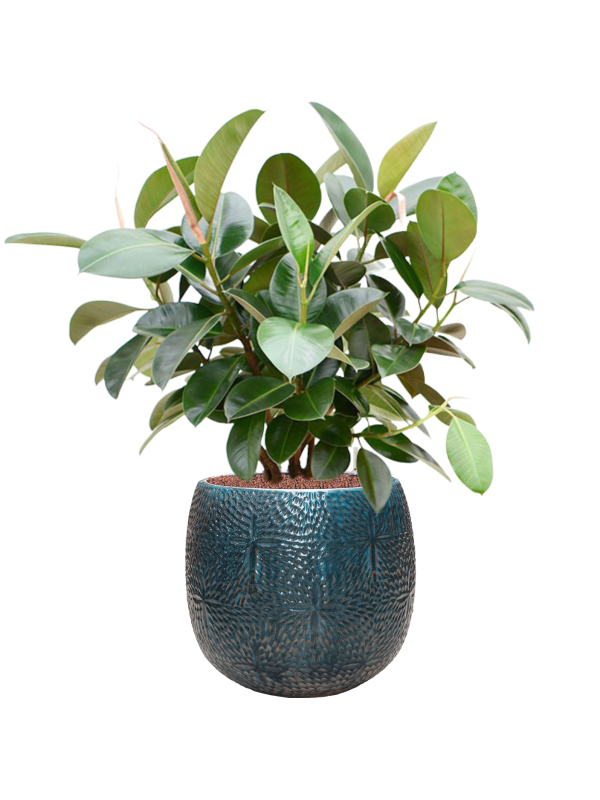 Ficus elastica 'Robusta' (70-100cm) in Marly - Foto 79139