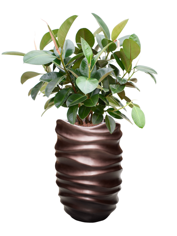 Ficus elastica 'Robusta' (70-100cm) in Baq Gradient Lee - Foto 79142