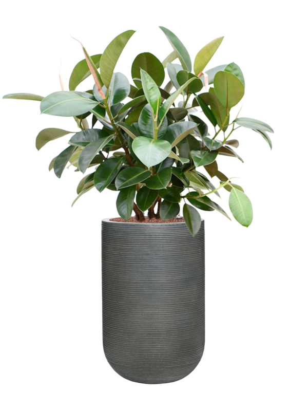 Ficus elastica 'Robusta' (70-100cm) in Ridged Horizontally - Foto 79148
