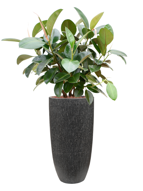 Ficus elastica 'Robusta' (70-100cm) in Baq Raindrop - Foto 79150