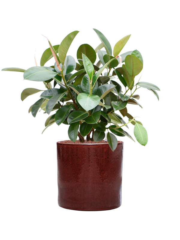 Ficus elastica 'Robusta' (70-100cm) in Cylinder - Foto 79155