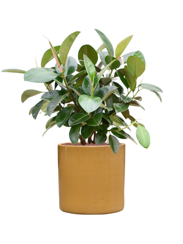 Ficus elastica 'Robusta' (70-100cm) in Cylinder - Foto 79156