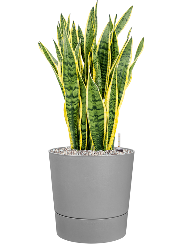 Sansevieria trifasciata 'Laurentii' in Greensense Aqua Care - Foto 79157