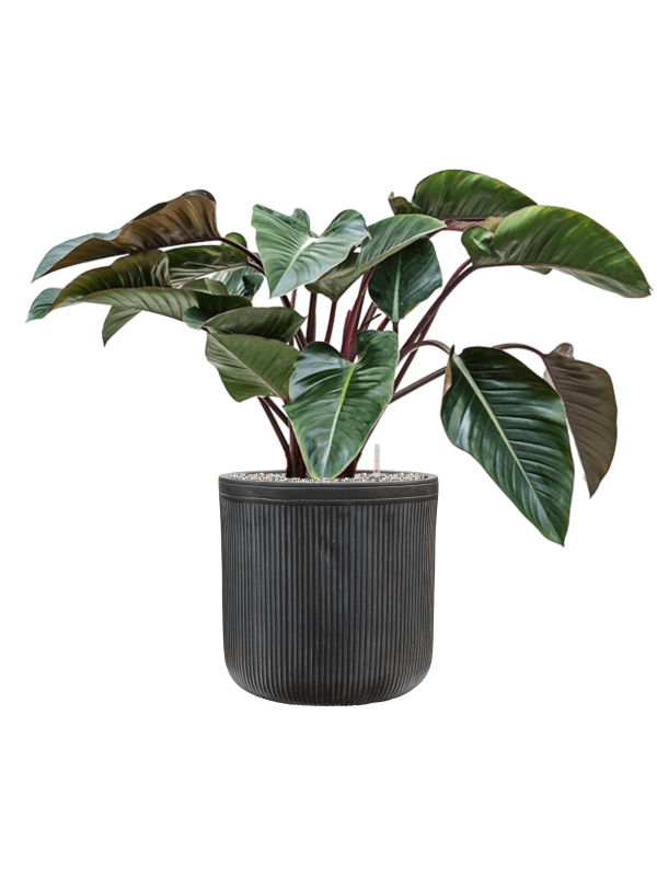 Philodendron 'Red Beauty' in Baq Vertical Rib - Foto 79167