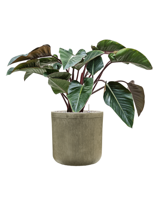 Philodendron 'Red Beauty' in Baq Vertical Rib - Foto 79168