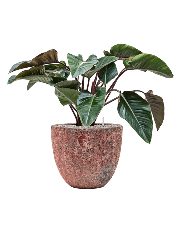 Philodendron 'Red Beauty' in Baq Lava - Foto 79169
