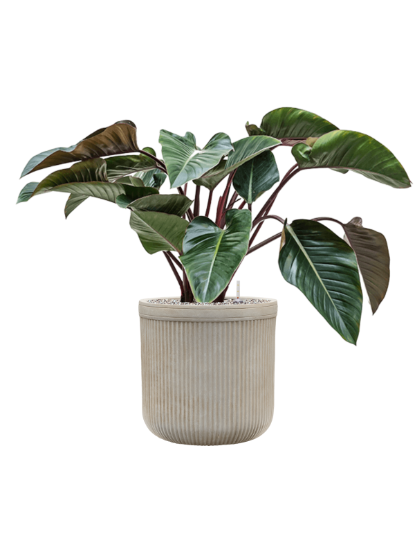 Philodendron 'Red Beauty' in Baq Vertical Rib - Foto 79170