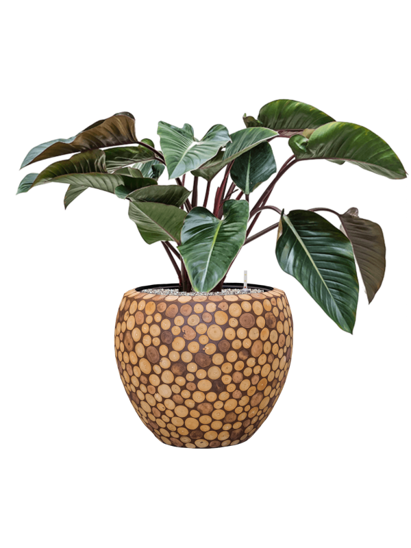 Philodendron 'Red Beauty' in Baq Facets Ageless - Foto 79171