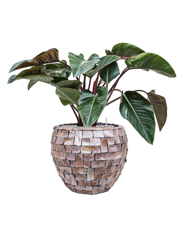Philodendron 'Red Beauty' in Baq Oceana Pearl - Foto 79172