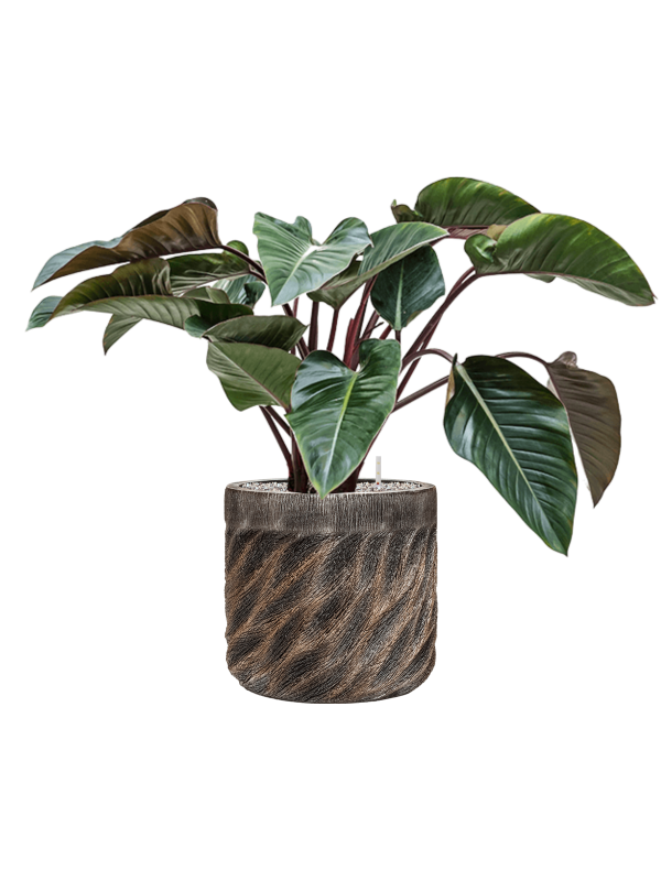 Philodendron 'Red Beauty' in Baq Luxe Lite Universe Wave - Foto 79177