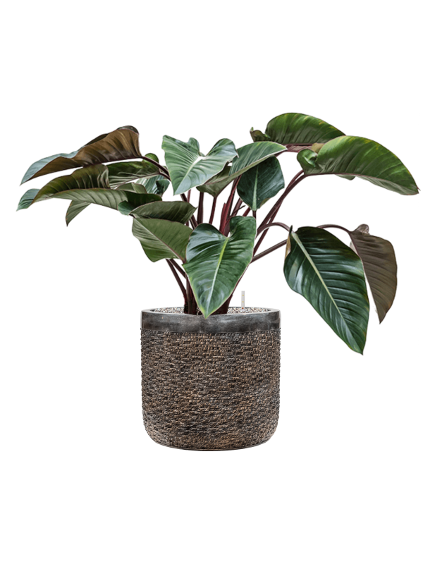 Philodendron 'Red Beauty' in Baq Luxe Lite Universe Layer - Foto 79178
