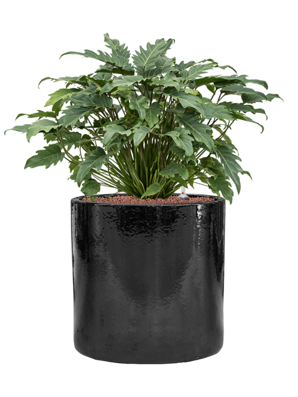 Philodendron 'Xanadu' in Cylinder, 33086 - Foto 79216