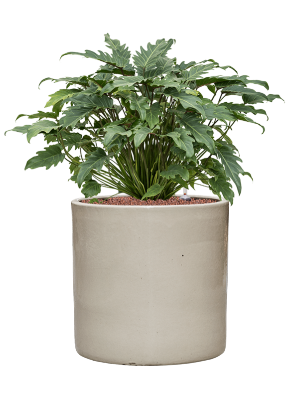 Philodendron 'Xanadu' in Cylinder - Foto 79217