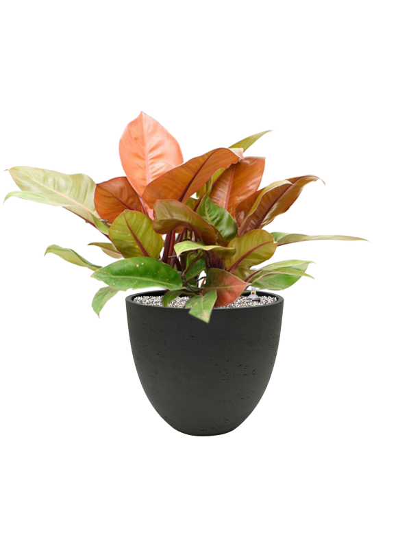 Philodendron 'Prince of Orange' in Rough - Foto 79250