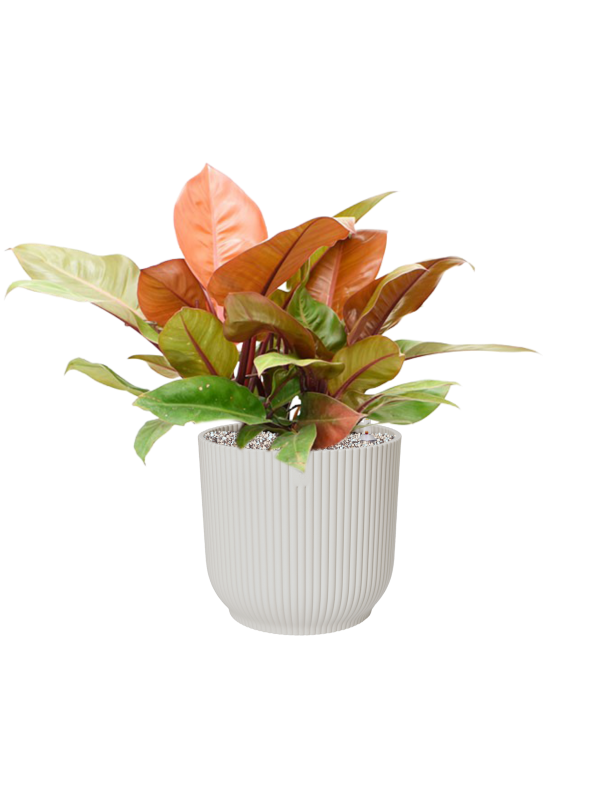 Philodendron 'Prince of Orange' in Vibes Fold - Foto 79272