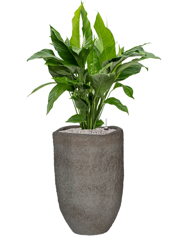 Spathiphyllum 'Sweet Lauretta' in Mountain - Foto 79289