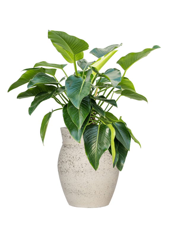 Philodendron 'Green Beauty' in Mediterranean - Foto 79348