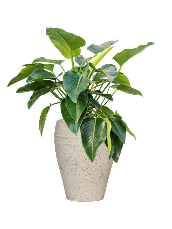 Philodendron 'Green Beauty' in Mediterranean - Foto 79349