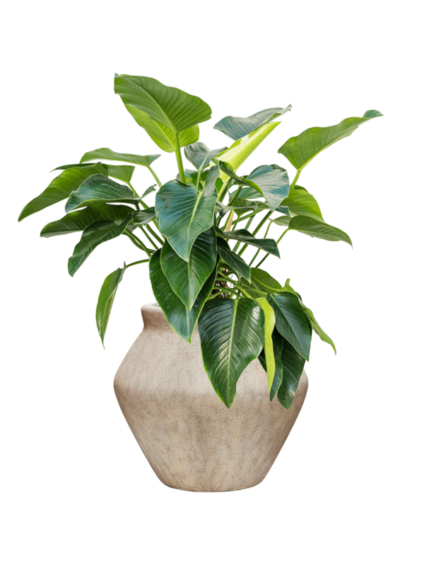 Philodendron 'Green Beauty' in Mineral - Foto 79350