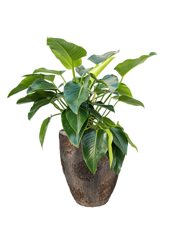 Philodendron 'Green Beauty' in Oyster - Foto 79352