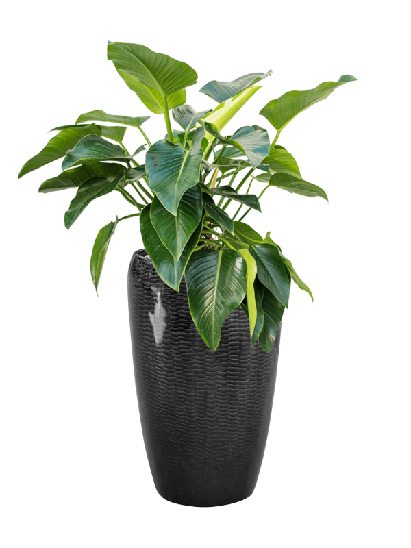 Philodendron 'Green Beauty' in Baq Vogue Amfi - Foto 79356