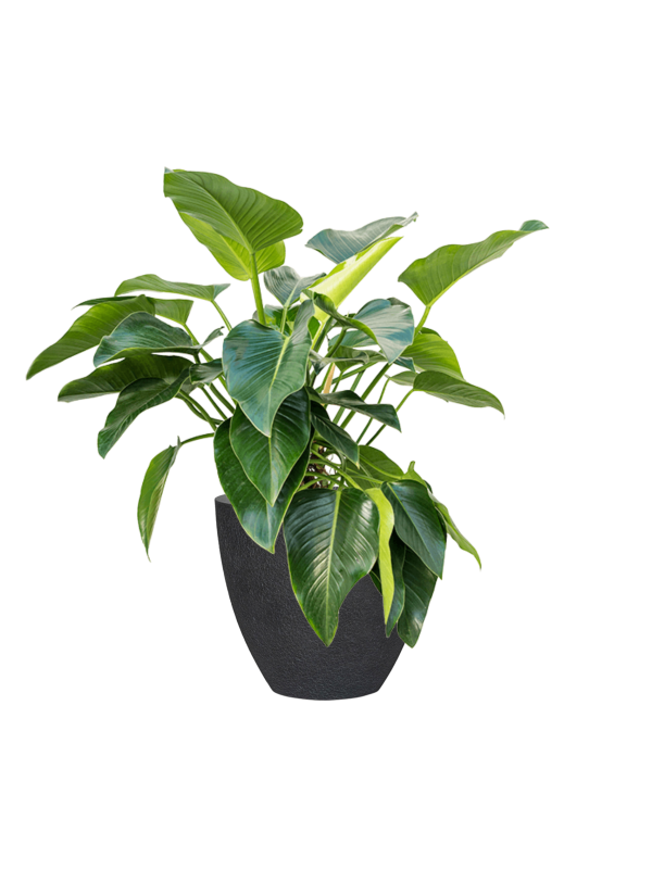 Philodendron 'Green Beauty' in Granite - Foto 79358