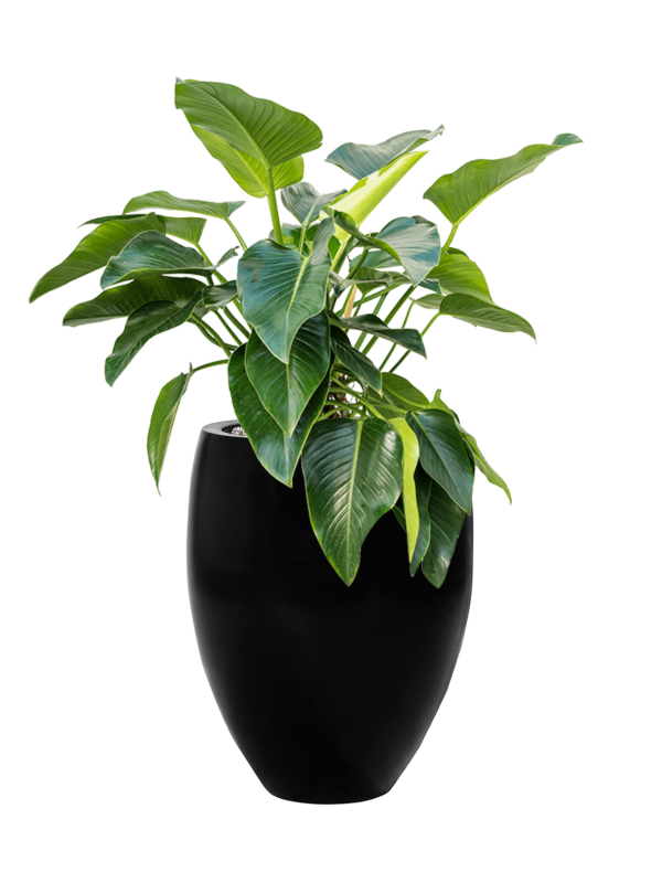 Philodendron 'Green Beauty' in Fiberstone, 33229 - Foto 79359