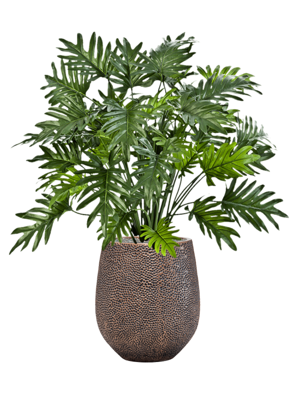 Philodendron in Baq Opus Hit - Foto 79426