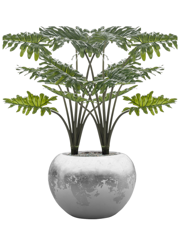 Philodendron in Baq Luxe Lite Glossy - Foto 79437