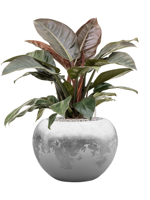 Philodendron `Imperial Red' in Baq Luxe Lite Glossy - Foto 79442