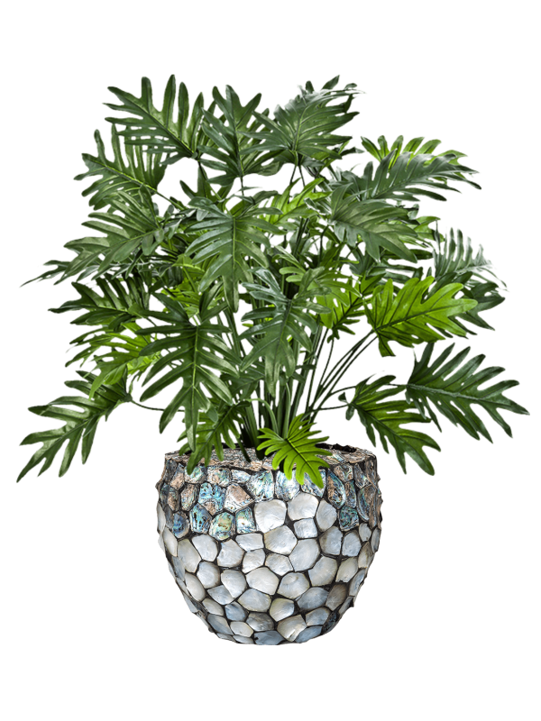 Philodendron in Baq Oceana Pearl Abalone - Foto 79456