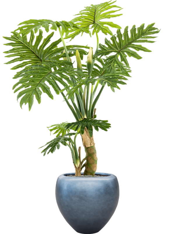 Philodendron in Baq Metallic Silver leaf - Foto 79461