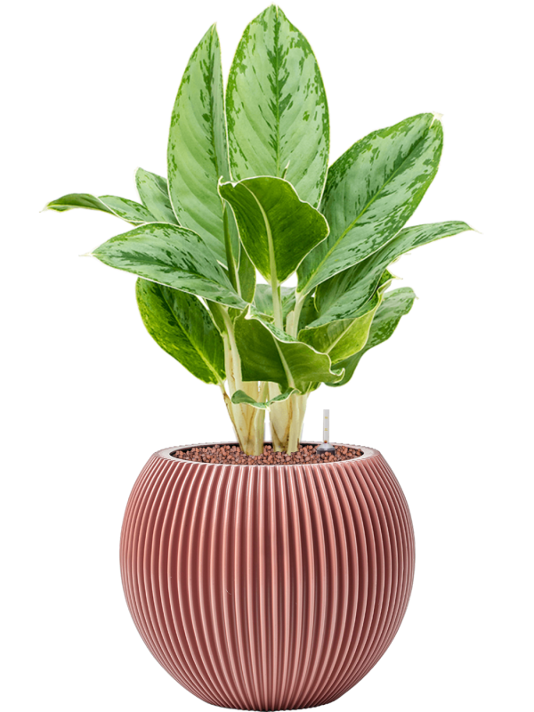 Aglaonema 'Cintho Queen' in Capi Nature Groove Special - Foto 79463