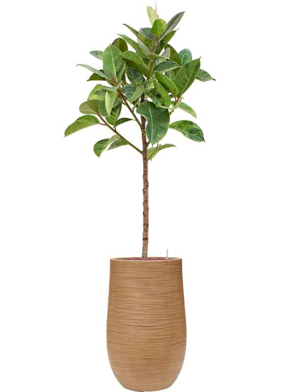 Ficus elastica 'Shivereana Moonshine' in Baq Dune - Foto 79468