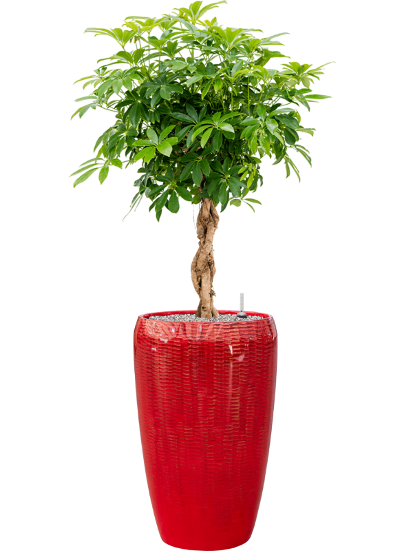 Schefflera arboricola 'Compacta' in Baq Vogue Amfi - Foto 79504