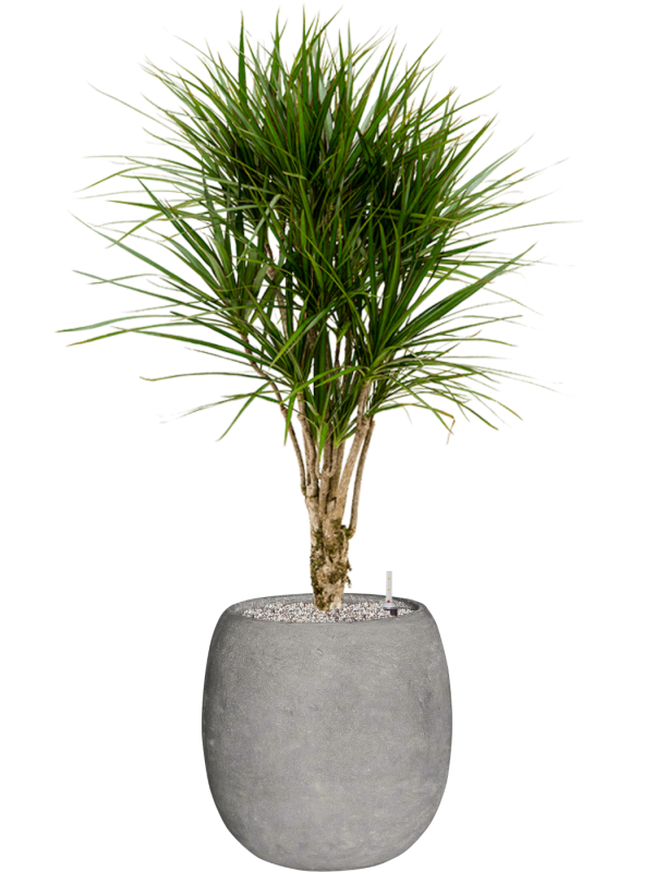 Dracaena marginata in Baq Polystone Coated Plain - Foto 79533