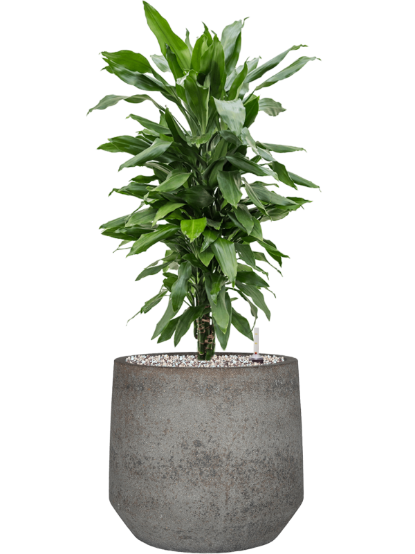 Dracaena fragrans 'Janet Lind' in Cement & Stone - Foto 79549