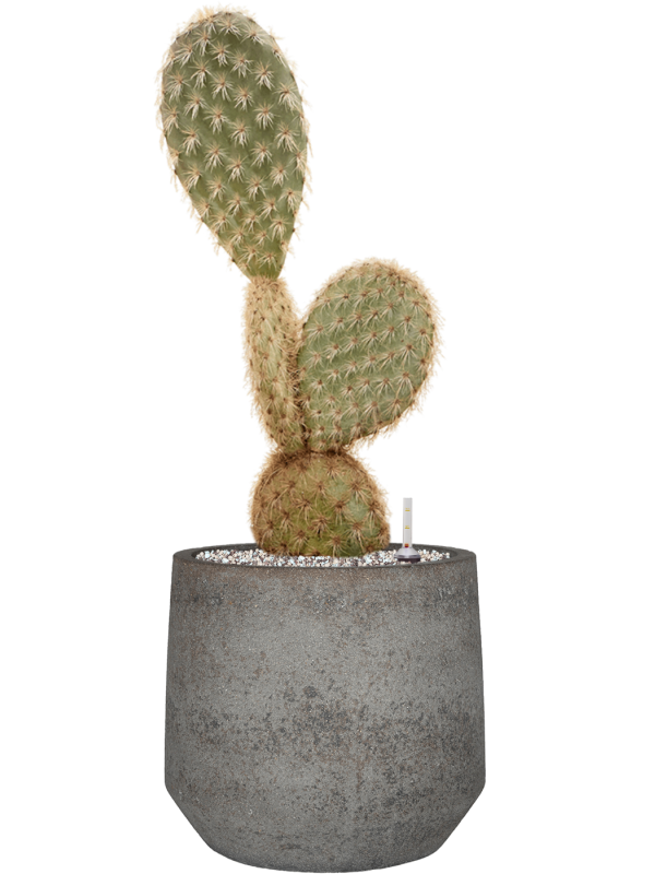 Opuntia galapageia (60-80) in Cement & Stone - Foto 79552