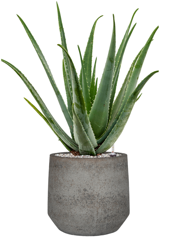 Aloe vera barbadensis in Cement & Stone - Foto 79553