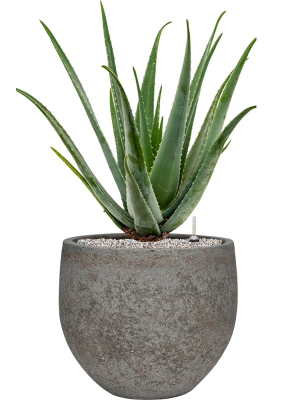 Aloe vera barbadensis in Cement & Stone - Foto 79558