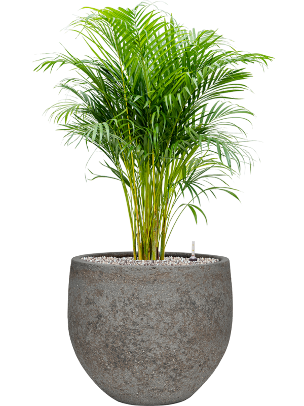 Dypsis (Areca) lutescens in Cement & Stone - Foto 79560