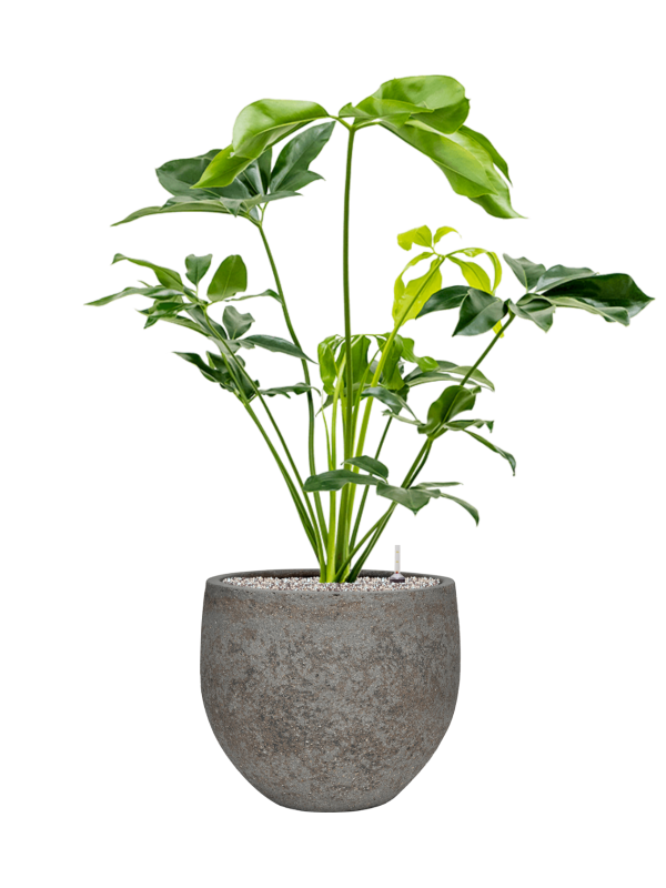 Philodendron 'Green Wonder' in Cement & Stone - Foto 79564