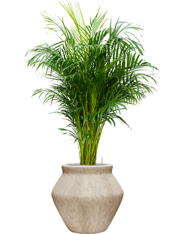Dypsis (Areca) lutescens in Mineral - Foto 79618